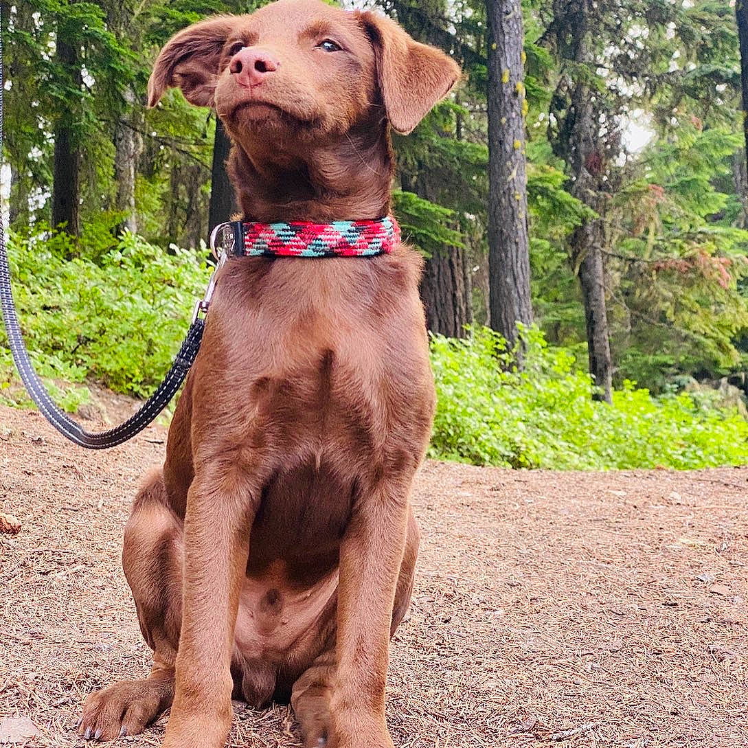 Loowit Trail Bechen is registered to the contest to win money with this photo: canidae, carnivore, collar, companion_dog, dog, dog_breed, dog_collar, fawn, guard_dog, gun_dog, hat, leash, liver, pet_supply, plant, pointing_breed, snout, sporting_group, tree, working_animal