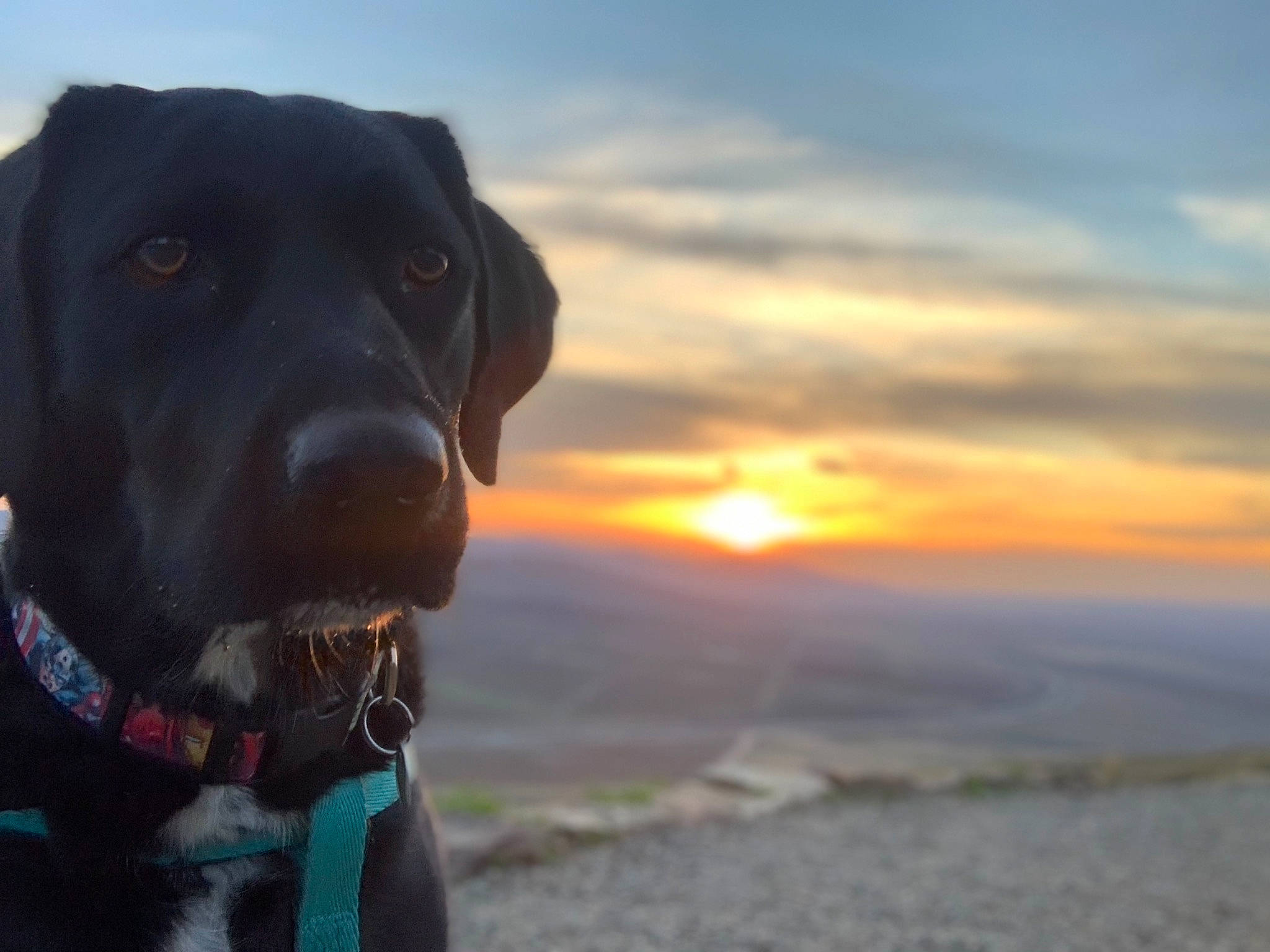 Teal joined the competition — help win amazing prizes! borador, canidae, carnivore, cloud, collar, companion_dog, dog, dog_breed, dog_collar, fawn, guard_dog, gun_dog, horizon, landscape, retriever, sky, snout, sporting_group, sunrise, working_animal