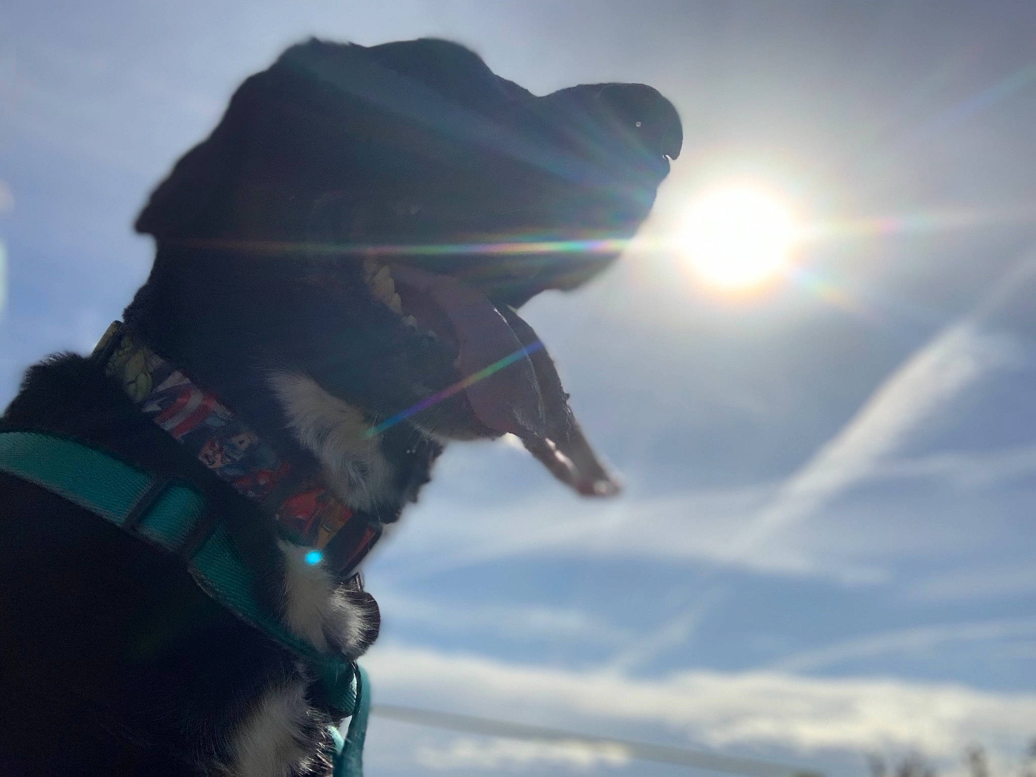 Teal is registered to the contest to win money with this photo: backlighting, canidae, carnivore, cloud, collar, dog, dog_breed, dog_collar, electric_blue, fashion_accessory, leash, lens_flare, morning, personal_protective_equipment, sky, snout, sporting_group, sunlight, vertebrate, working_animal