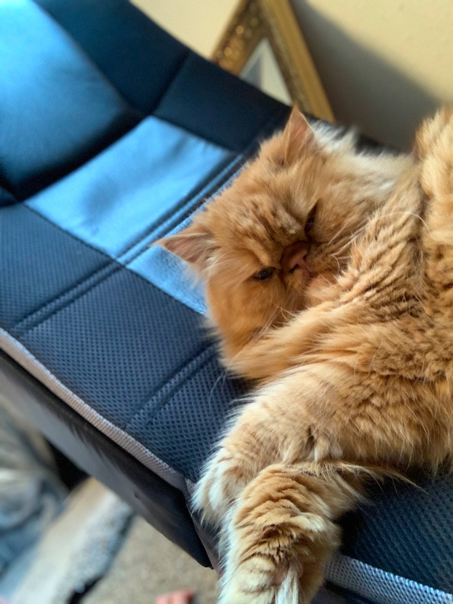 Theo joined the competition — help win amazing prizes! carnivore, cat, claw, close_up, comfort, companion_dog, domestic_short_haired_cat, eye, fawn, felidae, fur, human_leg, paw, plant, small_to_medium_sized_cats, snout, tail, tree, whiskers, wood