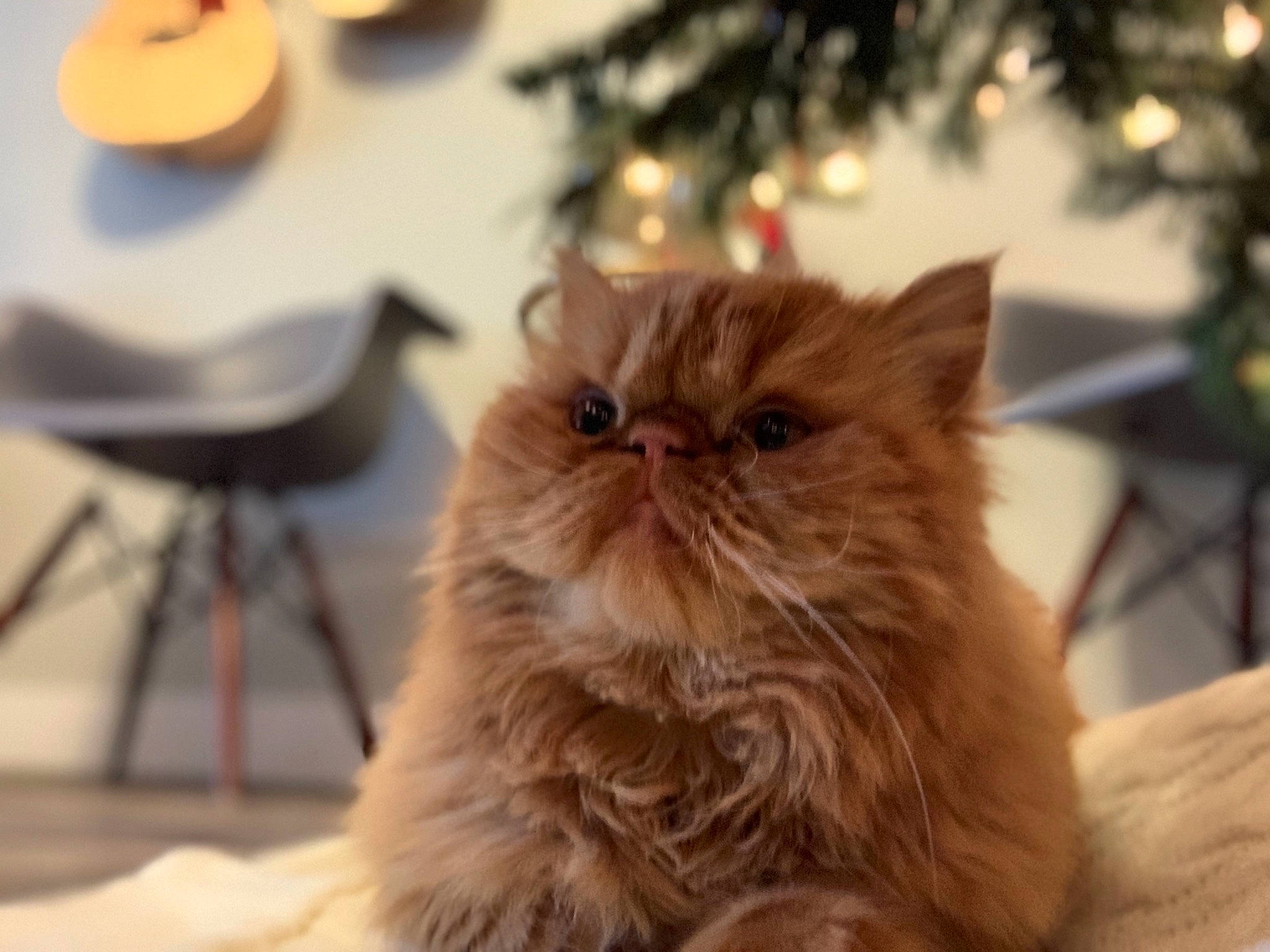 Theo is registered to the contest to win money with this photo: british_longhair, carnivore, cat, event, fawn, felidae, flooring, fur, hardwood, persian, plant, serveware, small_to_medium_sized_cats, snout, terrestrial_animal, whiskers, wood