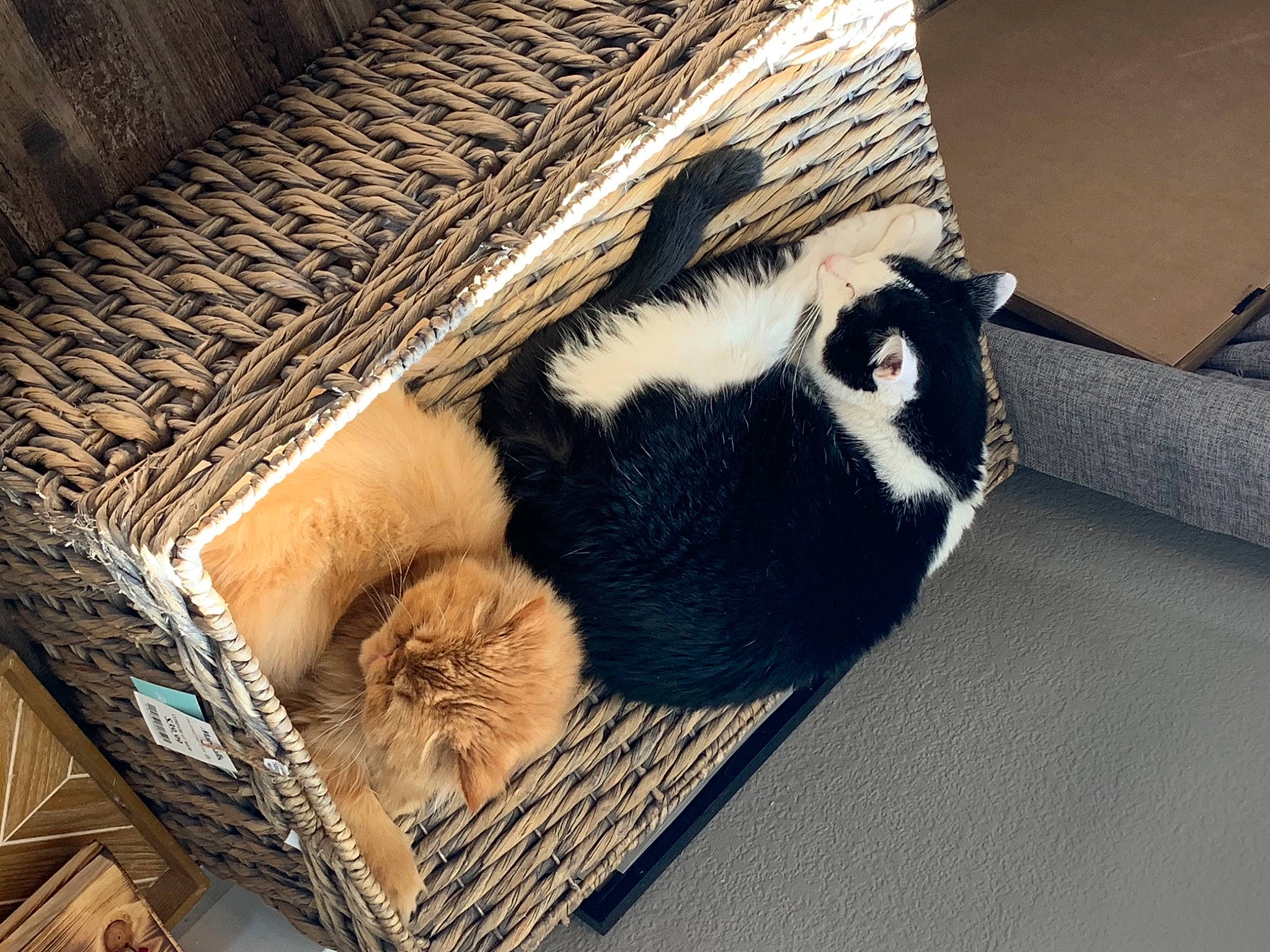 Theo joined the competition — help win amazing prizes! animal_shelter, basket, carnivore, cat, cat_supply, comfort, domestic_short_haired_cat, fawn, felidae, fur, hardwood, natural_material, pet_supply, small_to_medium_sized_cats, snout, tail, terrestrial_animal, whiskers, wicker, wood