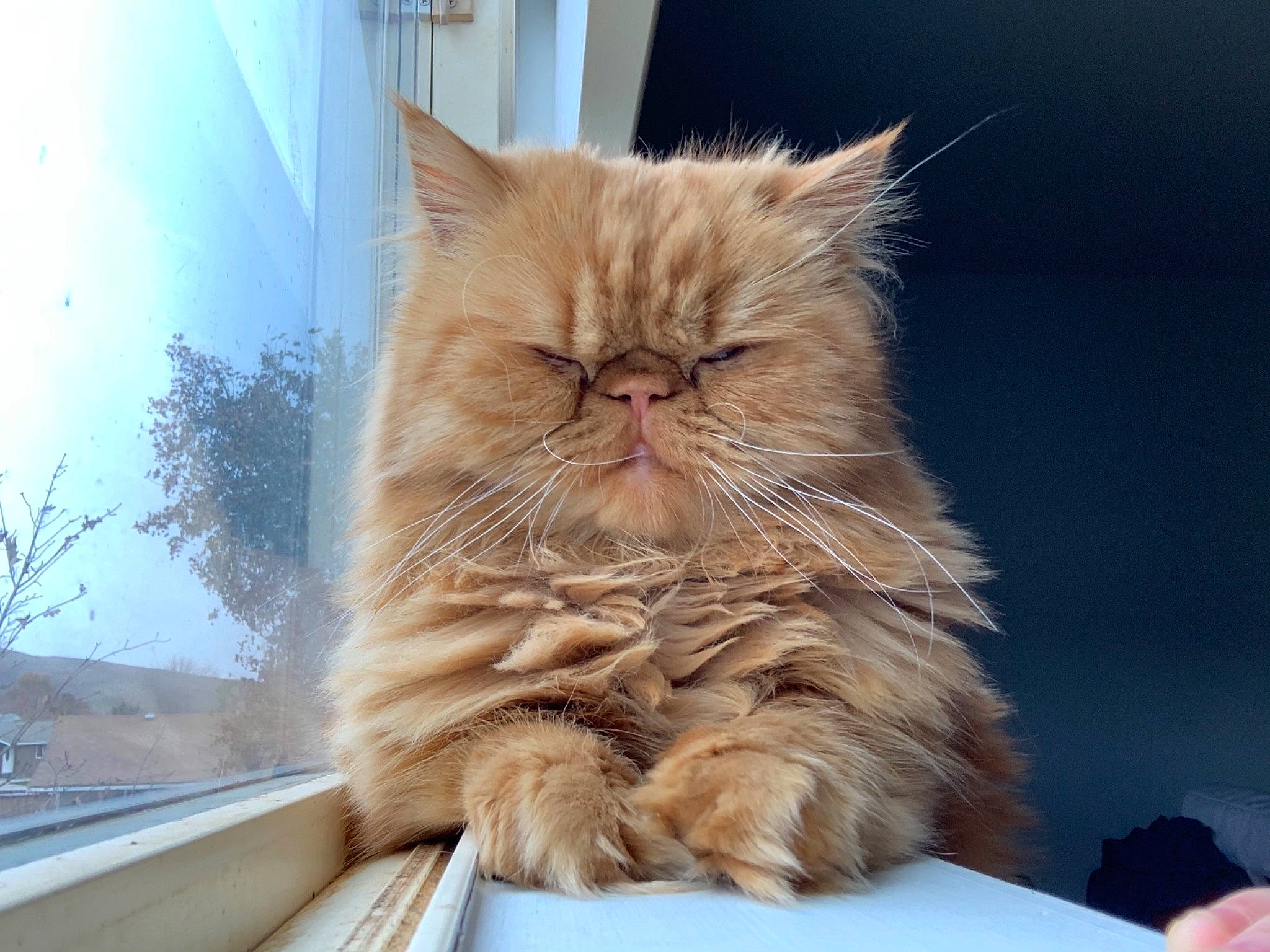 Theo is registered to the contest to win money with this photo: box, british_longhair, carnivore, cat, comfort, fawn, felidae, fur, persian, small_to_medium_sized_cats, snout, terrestrial_animal, whiskers, wood
