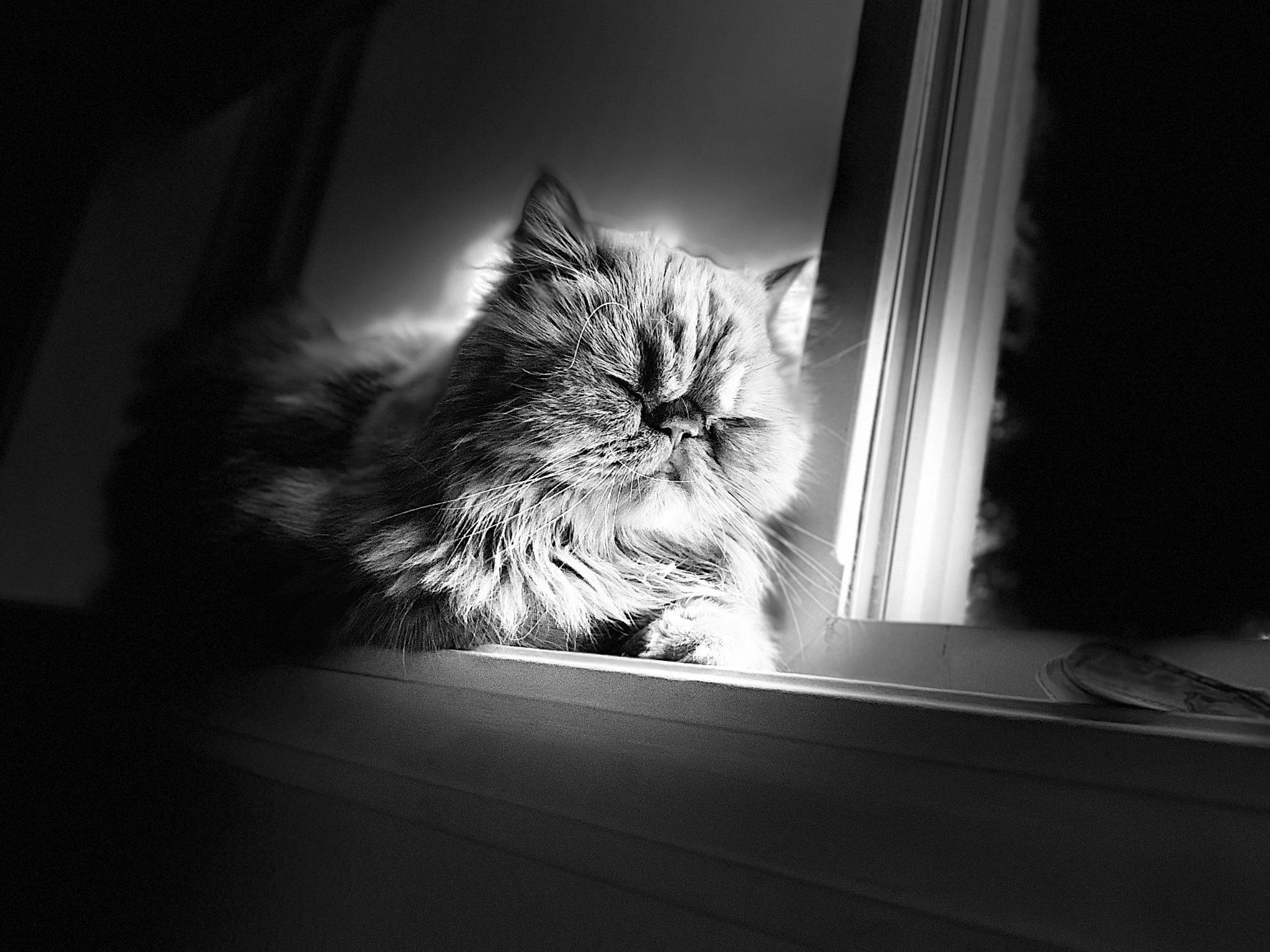 Theo is registered to the contest to win money with this photo: black_and_white, carnivore, cat, curtain, darkness, domestic_short_haired_cat, felidae, fur, grey, monochrome, monochrome_photography, night, plant, room, small_to_medium_sized_cats, still_life_photography, style, tints_and_shades, whiskers, window