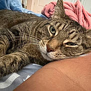 Clarence is registered to the contest to win money with this photo: cat, tabby, pet, animal, resting, sleepy, whiskers, fur, paw, closeup, indoor, blanket, arm, comfort, cozy, relaxation, domestic, cute, companion, nap