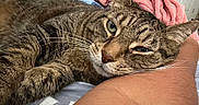 Clarence is registered to the contest to win money with this photo: animal, arm, blanket, cat, closeup, comfort, companion, cozy, cute, domestic, fur, indoor, nap, paw, pet, relaxation, resting, sleepy, tabby, whiskers