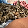 cat, tabby, pet, animal, resting, sleepy, whiskers, fur, paw, closeup, indoor, blanket, arm, comfort, cozy, relaxation, domestic, cute, companion, nap