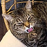 Clarence is registered to the contest to win money with this photo: animal, cat, closeup, cozy, cushion, cute, domestic_cat, feline, fur, indoor, licking, mammal, paw, pet, relaxed, resting, sleepy, tabby, whiskers, wicker_chair