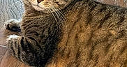 Clarence is registered to the contest to win money with this photo: tabby_cat, cat, pet, animal, feline, winking, lying_down, wood_floor, fur, close_up, domestic_cat, whiskers, ears, relaxed, indoor, one_eye_closed, striped_fur, cute, cozy, resting