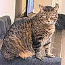 Clarence is registered to the contest to win money with this photo: cat, tabby, feline, indoor, chair, blue_fabric, fur, pet, animal, looking_at_camera, whiskers, ears, eyes, home, living_room, door, television, reflection, gray, striped