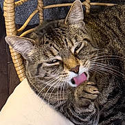 Clarence is registered to the contest to win money with this photo: animal, cat, closeup, cozy, cushion, cute, domestic_cat, feline, fur, indoor, licking, paw, pet, relaxed, resting, seat, tabby, tongue, whiskers, wicker_chair