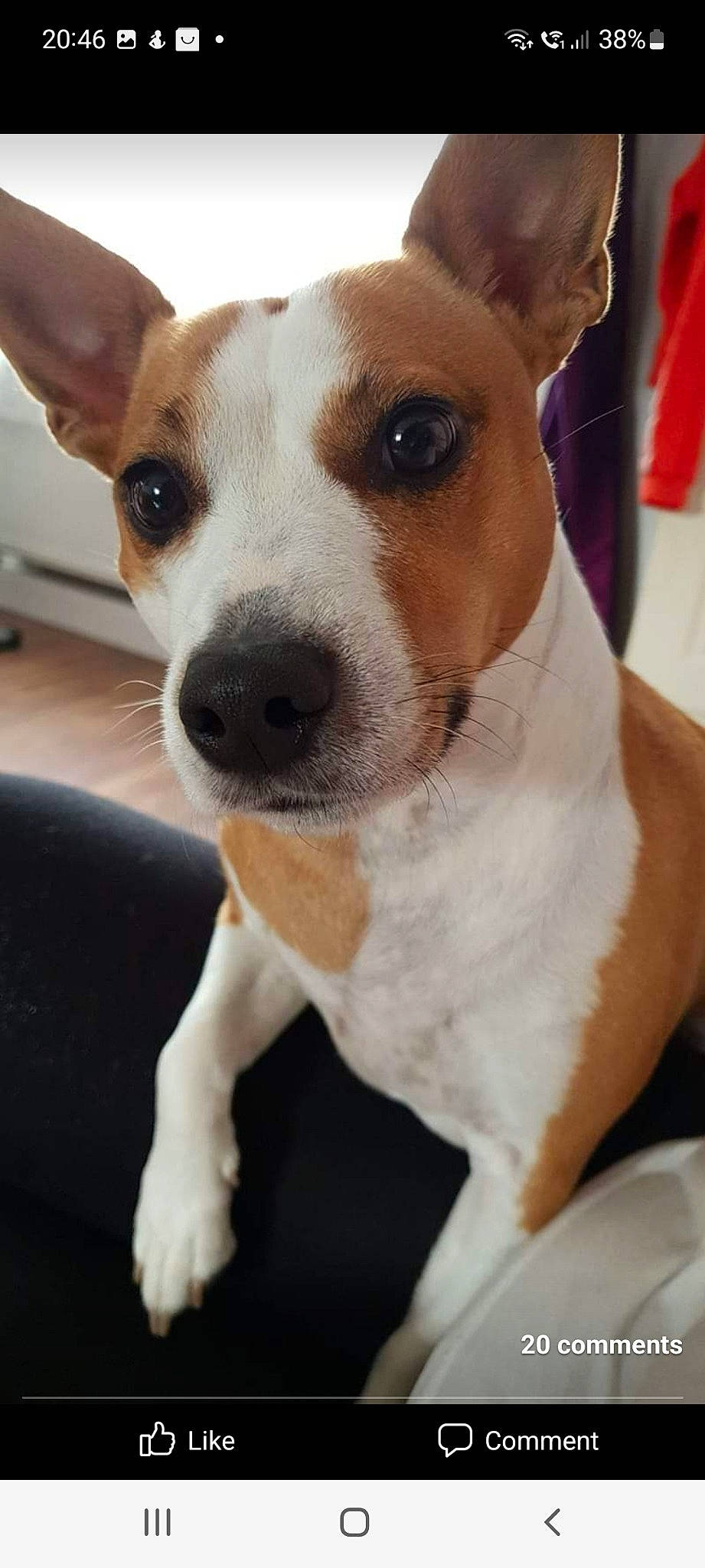 Lilly is registered to the contest to win money with this photo: ancient_dog_breeds, canidae, carnivore, collar, companion_dog, dog, dog_breed, dog_collar, ear, fawn, fur, irishjacks, non_sporting_group, snout, sporting_group, terrier, whiskers, working_animal