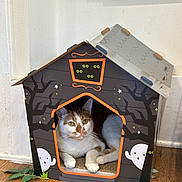 Mishie joined the competition — help win amazing prizes! cat, cardboard_house, halloween_theme, ghost_decorations, spooky_trees, green_eyes, relaxed, wooden_floor, indoor, pet, animal, feline, orange_and_white, cute, cozy, resting, house, decor, leaf, playful