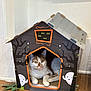 cat, cardboard_house, halloween_theme, ghost_decorations, spooky_trees, green_eyes, relaxed, wooden_floor, indoor, pet, animal, feline, orange_and_white, cute, cozy, resting, house, decor, leaf, playful