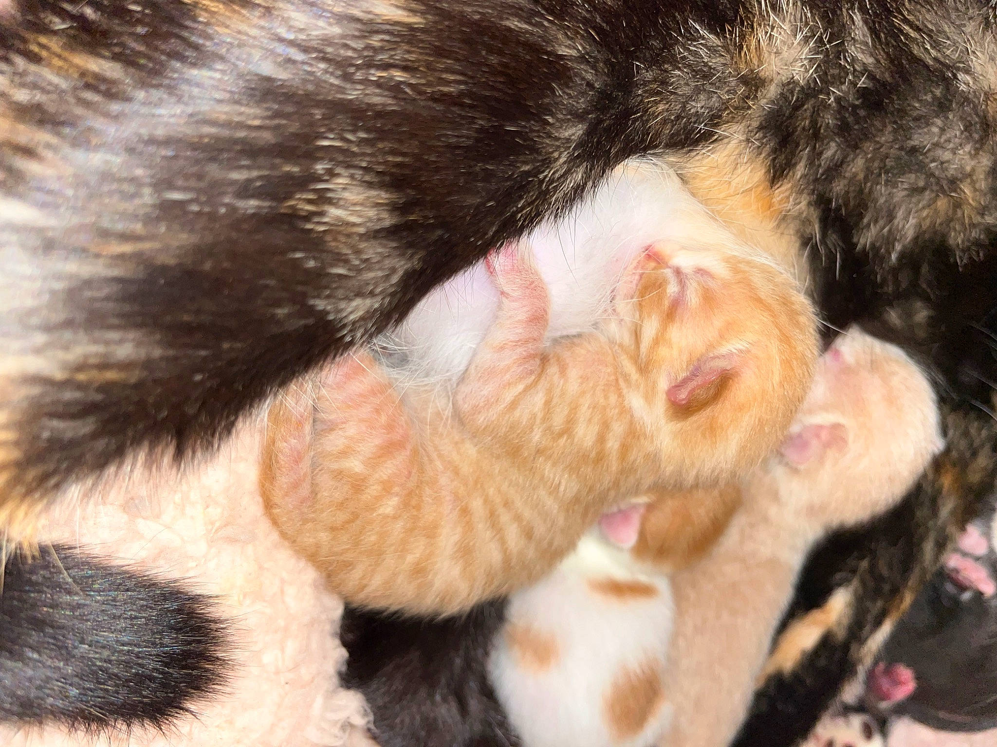 Chanel joined the competition — help win amazing prizes! carnivore, cat, claw, comfort, dog_breed, ear, fawn, felidae, foot, fur, gesture, nap, nose, paw, small_to_medium_sized_cats, snout, sporting_group, tail, terrestrial_animal, whiskers