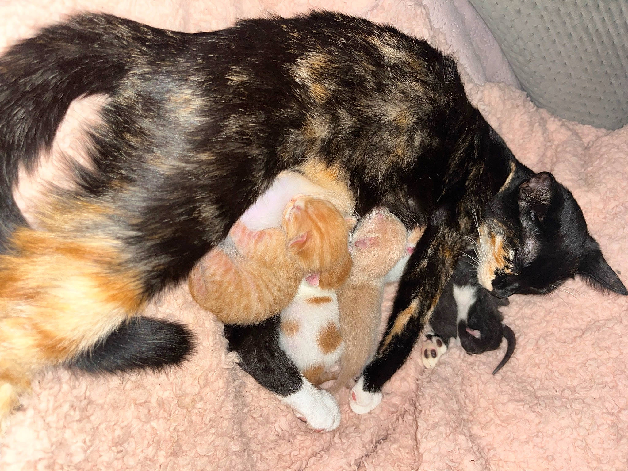 Chanel joined the competition — help win amazing prizes! brown, canidae, carnivore, cat, claw, comfort, dog_breed, domestic_short_haired_cat, felidae, foot, fur, nap, paw, sleep, small_to_medium_sized_cats, snout, sporting_group, tail, terrestrial_animal, whiskers