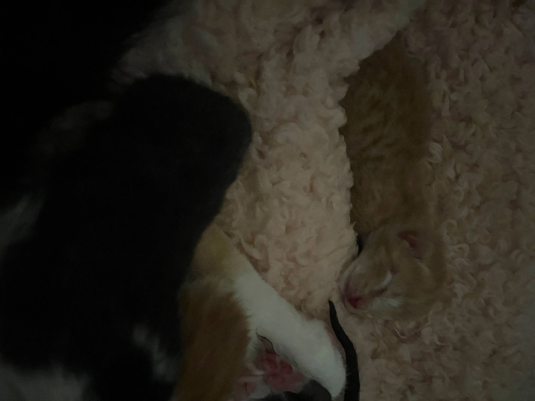 Chanel joined the competition — help win amazing prizes! art, canidae, carnivore, claw, darkness, dog_breed, fang, felidae, foot, fur, human_leg, jaw, linens, paw, small_to_medium_sized_cats, sporting_group, tail, terrestrial_animal, whiskers, wool