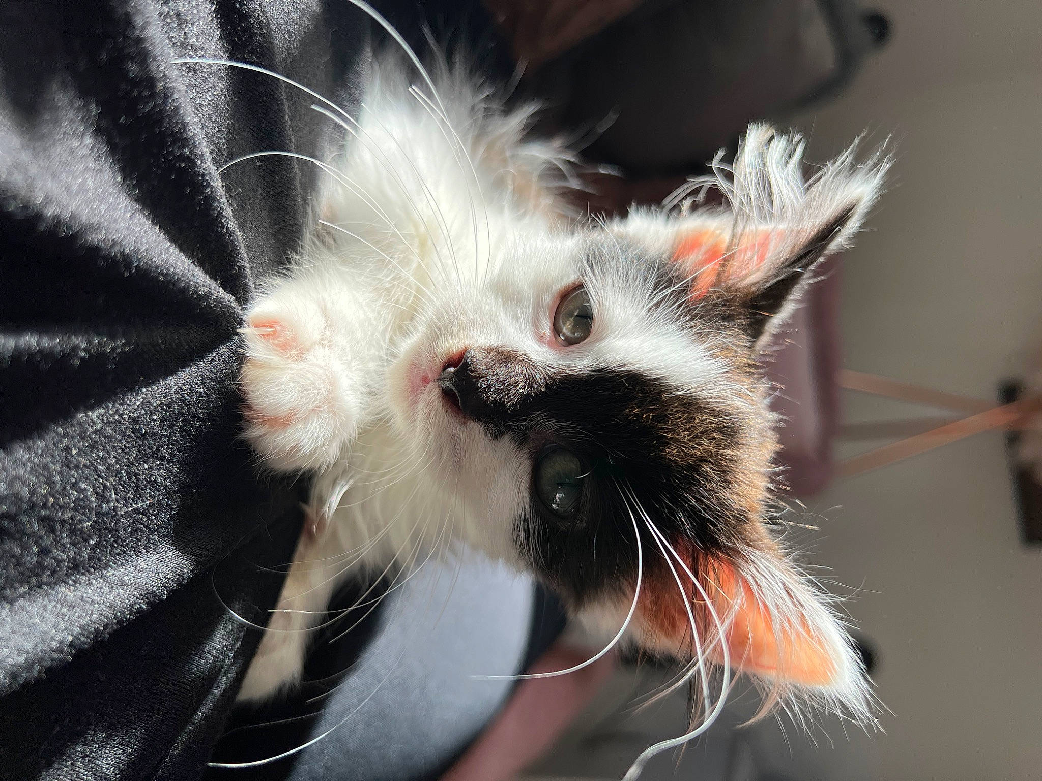 Dougal is registered to the contest to win money with this photo: birman, carnivore, cat, claw, ear, eyewear, fashion_accessory, felidae, foot, fur, leg, macro_photography, paw, photo_caption, small_to_medium_sized_cats, snout, tail, whiskers