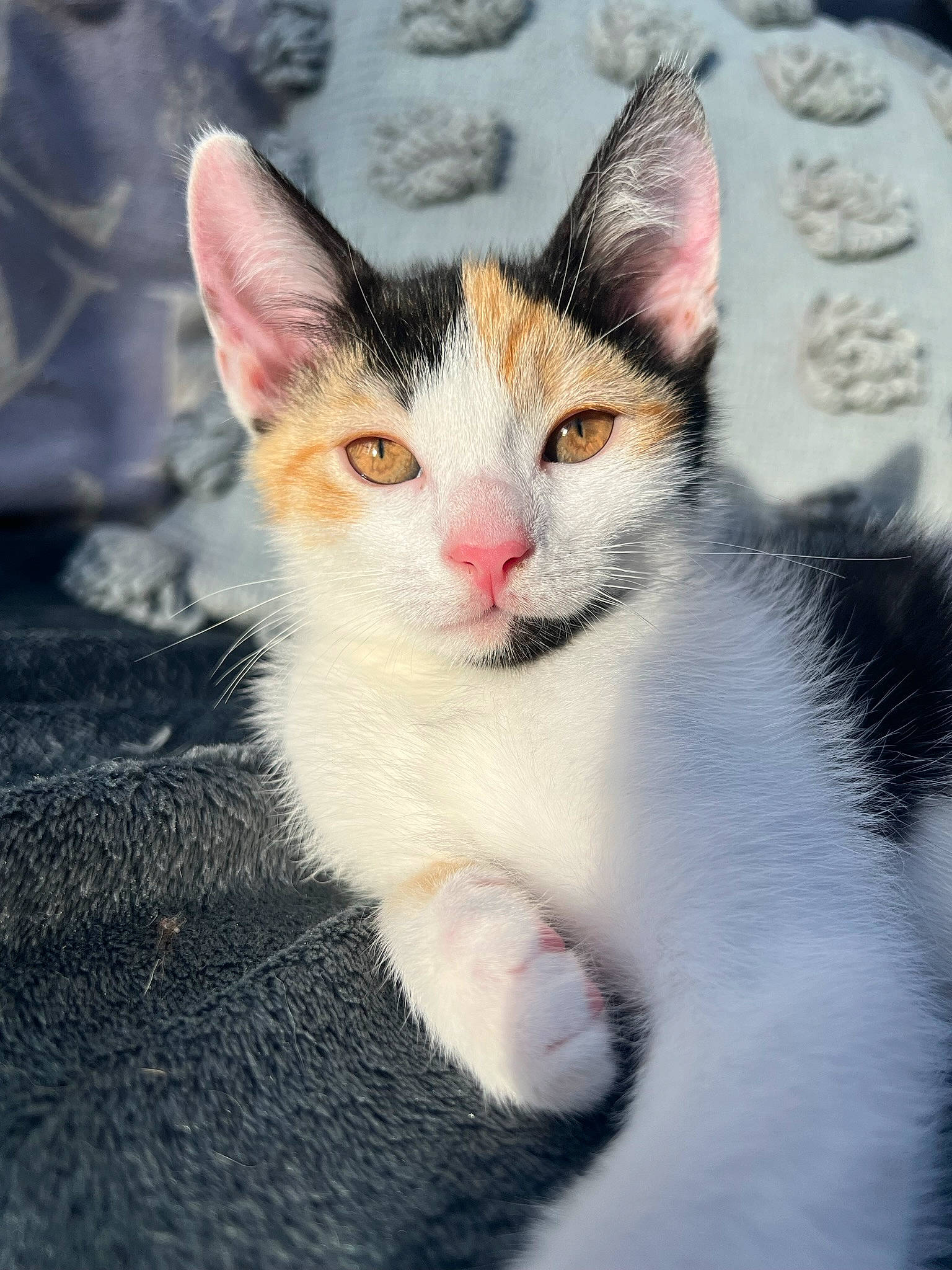 Hazel joined the competition — help win amazing prizes! art, carnivore, cat, domestic_short_haired_cat, felidae, fur, grass, paw, sitting, sky, small_to_medium_sized_cats, snout, tail, terrestrial_animal, whiskers, wildlife