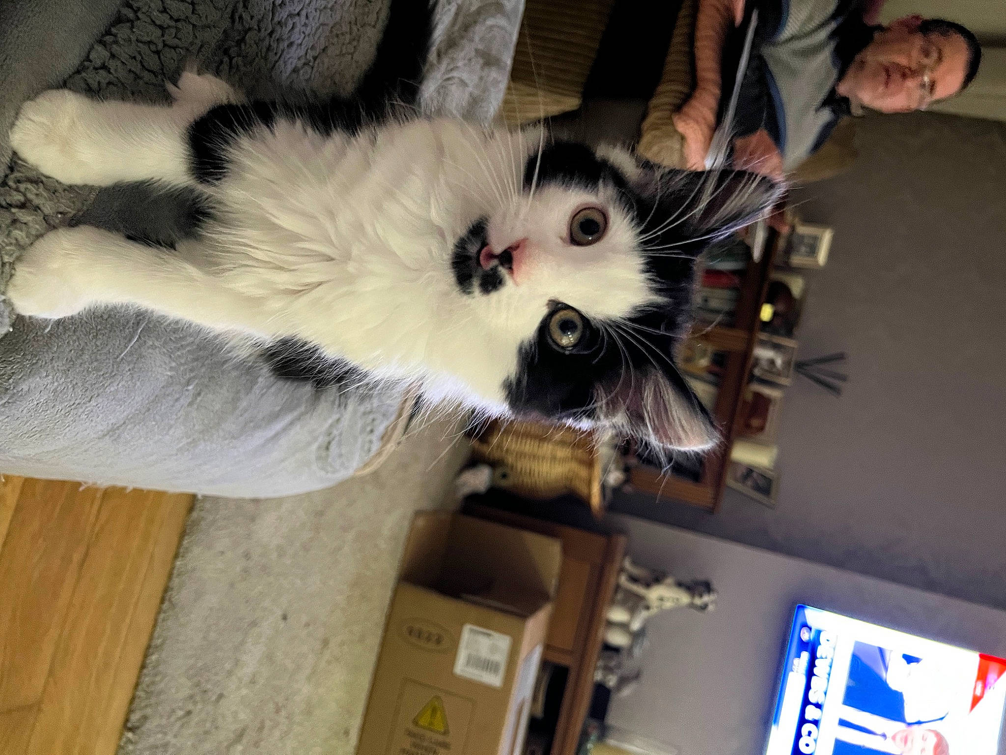 Ted is registered to the contest to win money with this photo: canidae, carnivore, cat, claw, companion_dog, dog_breed, fawn, felidae, fur, paw, small_to_medium_sized_cats, snout, sporting_group, tail, toy, whiskers, wood