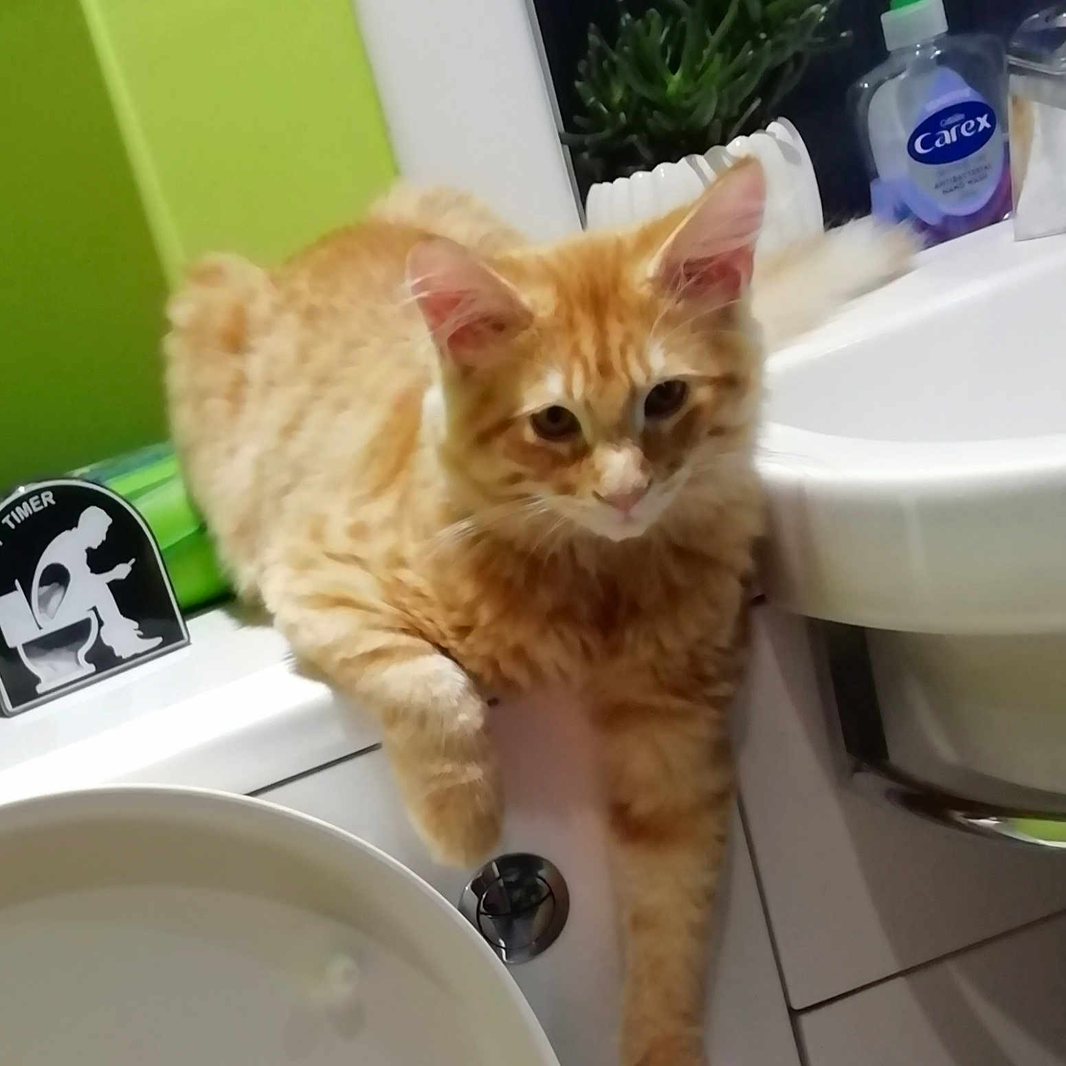 Boris