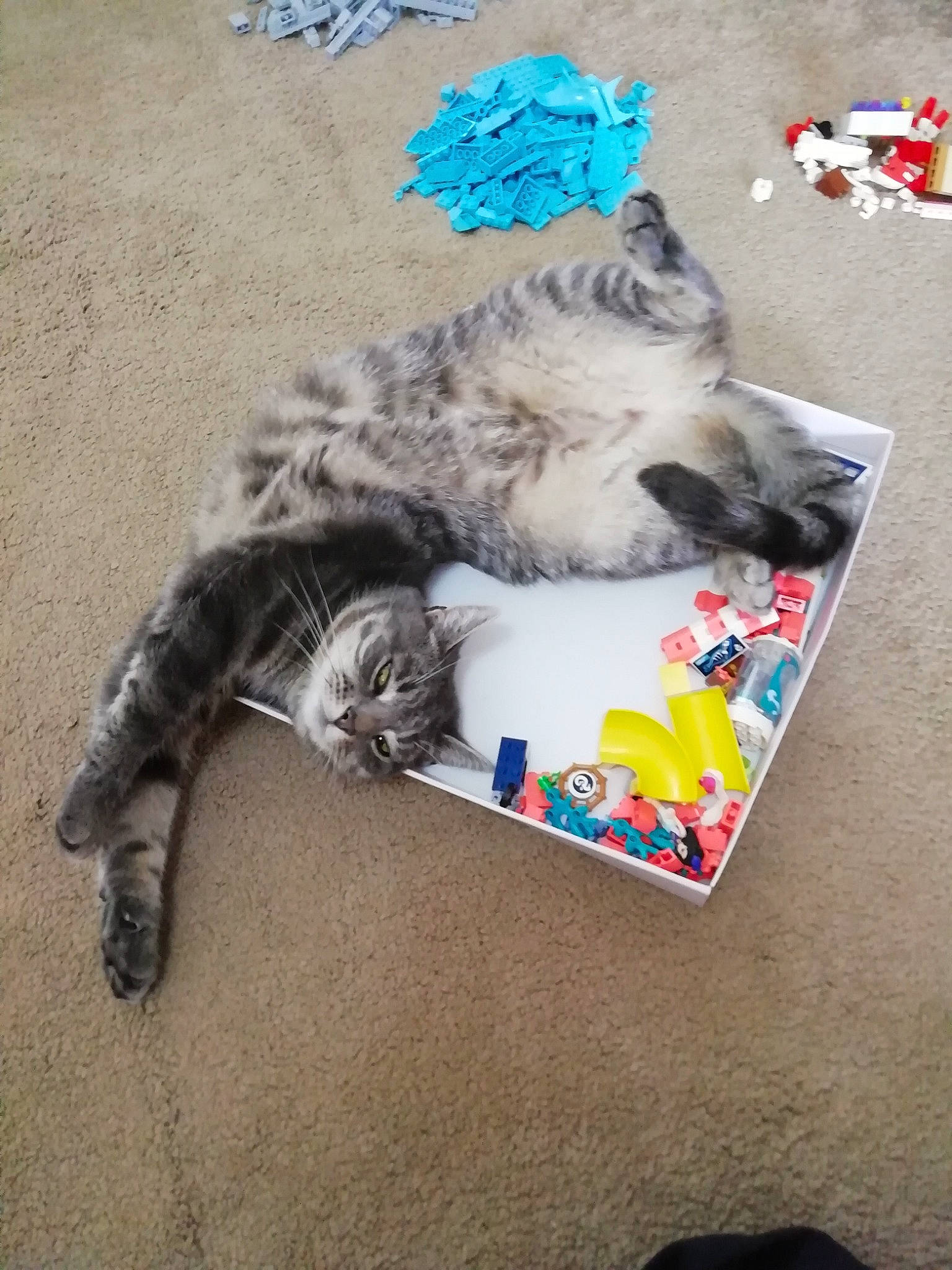 Cleo joined the competition — help win amazing prizes! canidae, carnivore, cat, claw, comfort, companion_dog, dog_breed, dog_supply, domestic_short_haired_cat, felidae, flooring, fur, grey, paw, play, publication, small_to_medium_sized_cats, tail, terrestrial_animal, whiskers