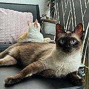 Pepito participe au concours pour gagner de l'argent avec cette photo : cat, pets, indoor, table, blue_eyes, relaxed, feline, fur, animal, domestic, cushion, plant, patio, resting, face, whiskers, ears, background, black_table, two_cats