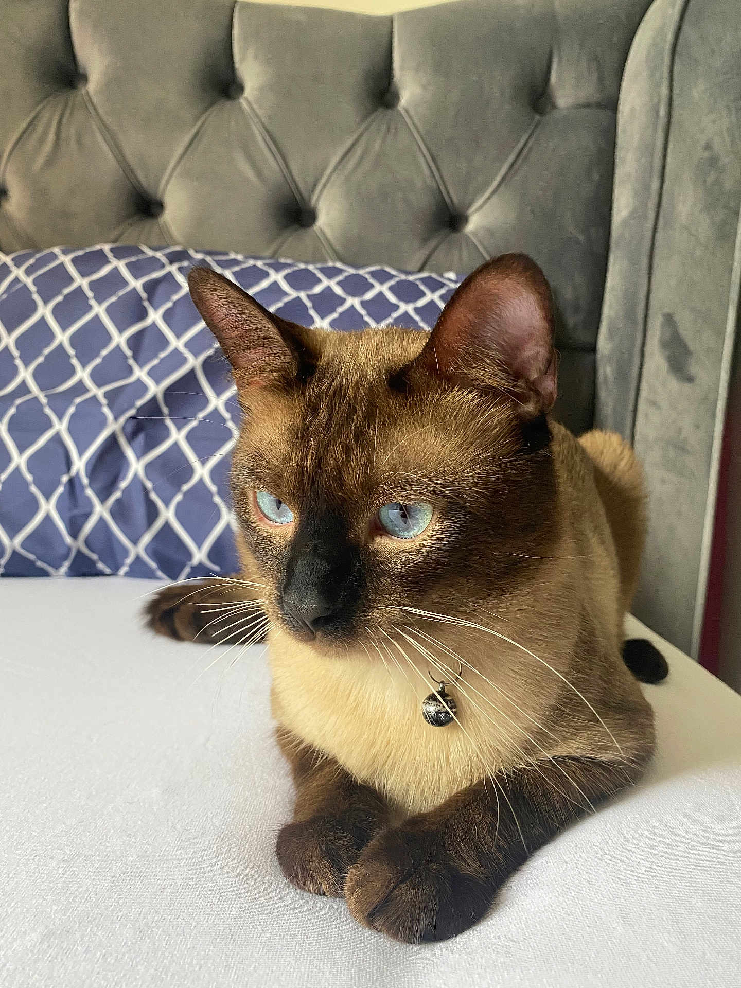 Pepito a rejoint le concours — aidez-le/la à gagner de superbes lots ! cat, siamese_cat, blue_eyes, whiskers, collar, indoor, bed, pillow, headboard, fur, pet, animal, resting, closeup, portrait, feline, domestic_animal, cute, relaxed, soft_lighting