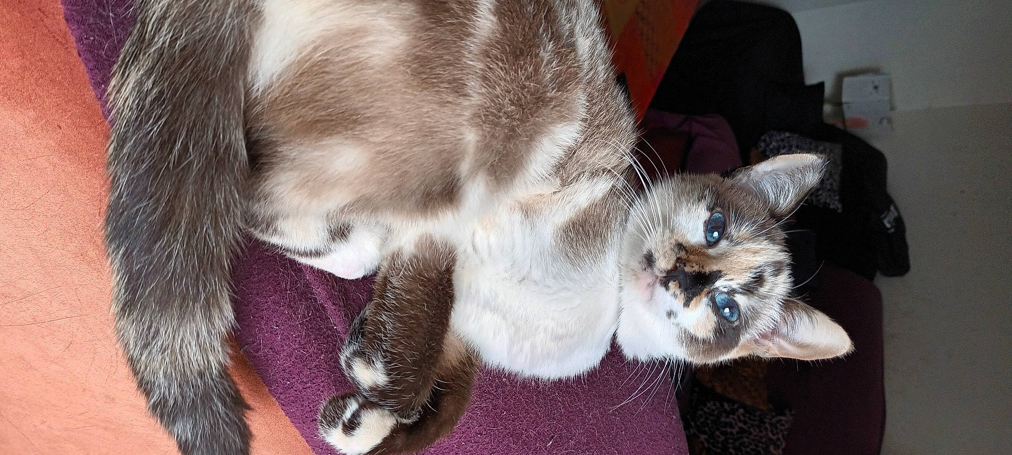 Mimine a rejoint le concours — aidez-le/la à gagner de superbes lots ! carnivore, cat, cat_supply, claw, comfort, domestic_short_haired_cat, fawn, felidae, fur, paw, small_to_medium_sized_cats, snout, tail, whiskers