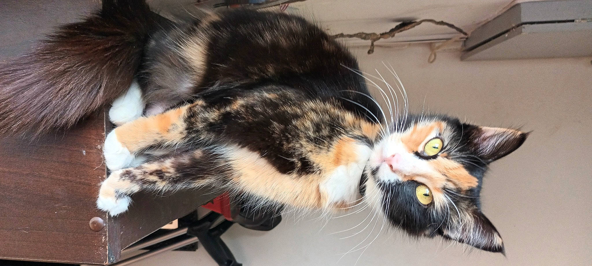 Clio a rejoint le concours — aidez-le/la à gagner de superbes lots ! carnivore, cat, claw, comfort, domestic_short_haired_cat, ear, felidae, fur, nap, paw, sleep, small_to_medium_sized_cats, snout, tail, whiskers