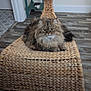 animal, beige, brown, cat, cozy, domestic_cat, floor, fluffy, fur, furniture, home, indoor, looking, pet, relaxed, resting, side_table, teal, wicker_chair, wooden_floor