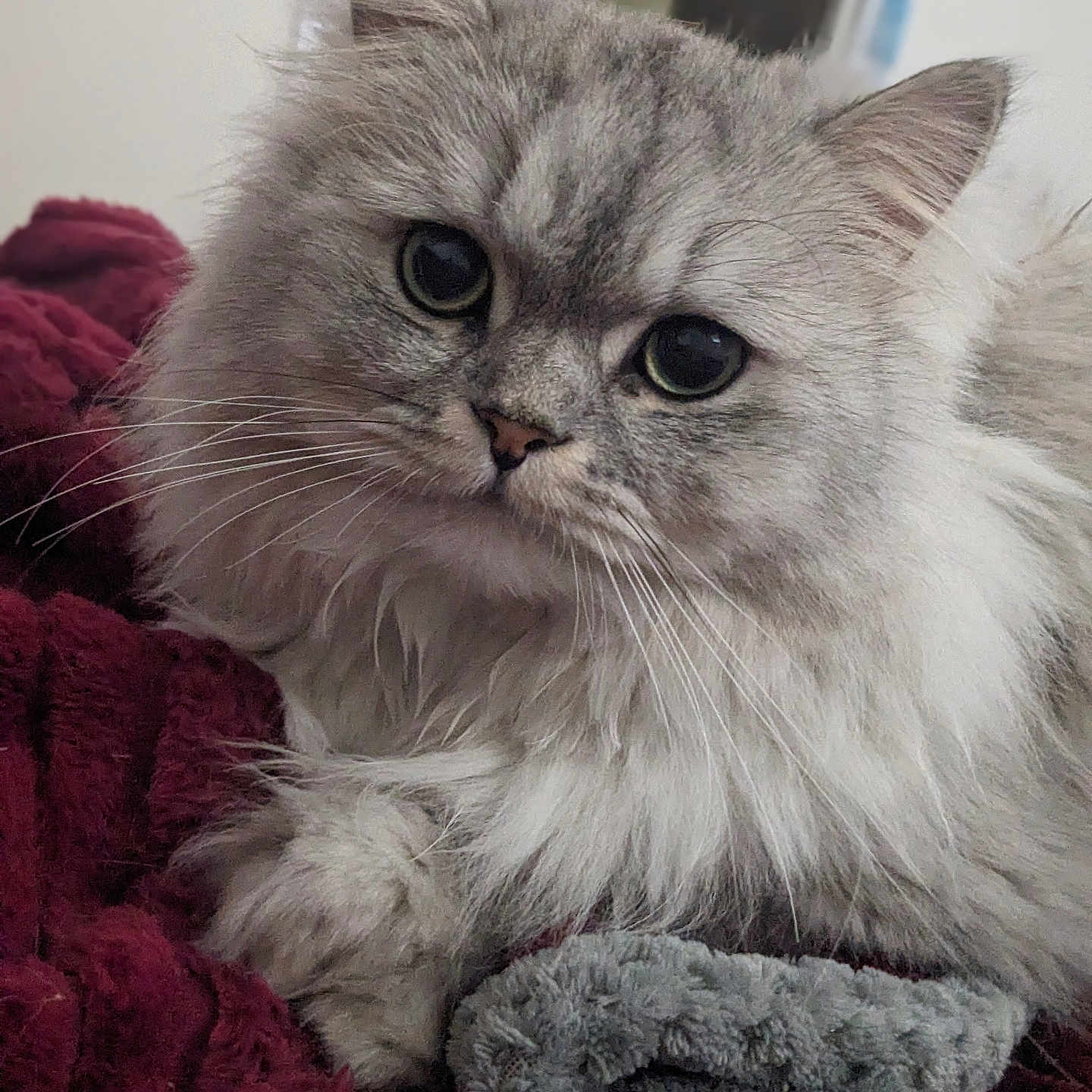 Celtic joined the competition — help win amazing prizes! animal, blanket, cat, closeup, cozy, cute, eyes, fluffy, fur, gray, indoor, laying, pet, portrait, relaxed, resting, silver, soft, texture, whiskers