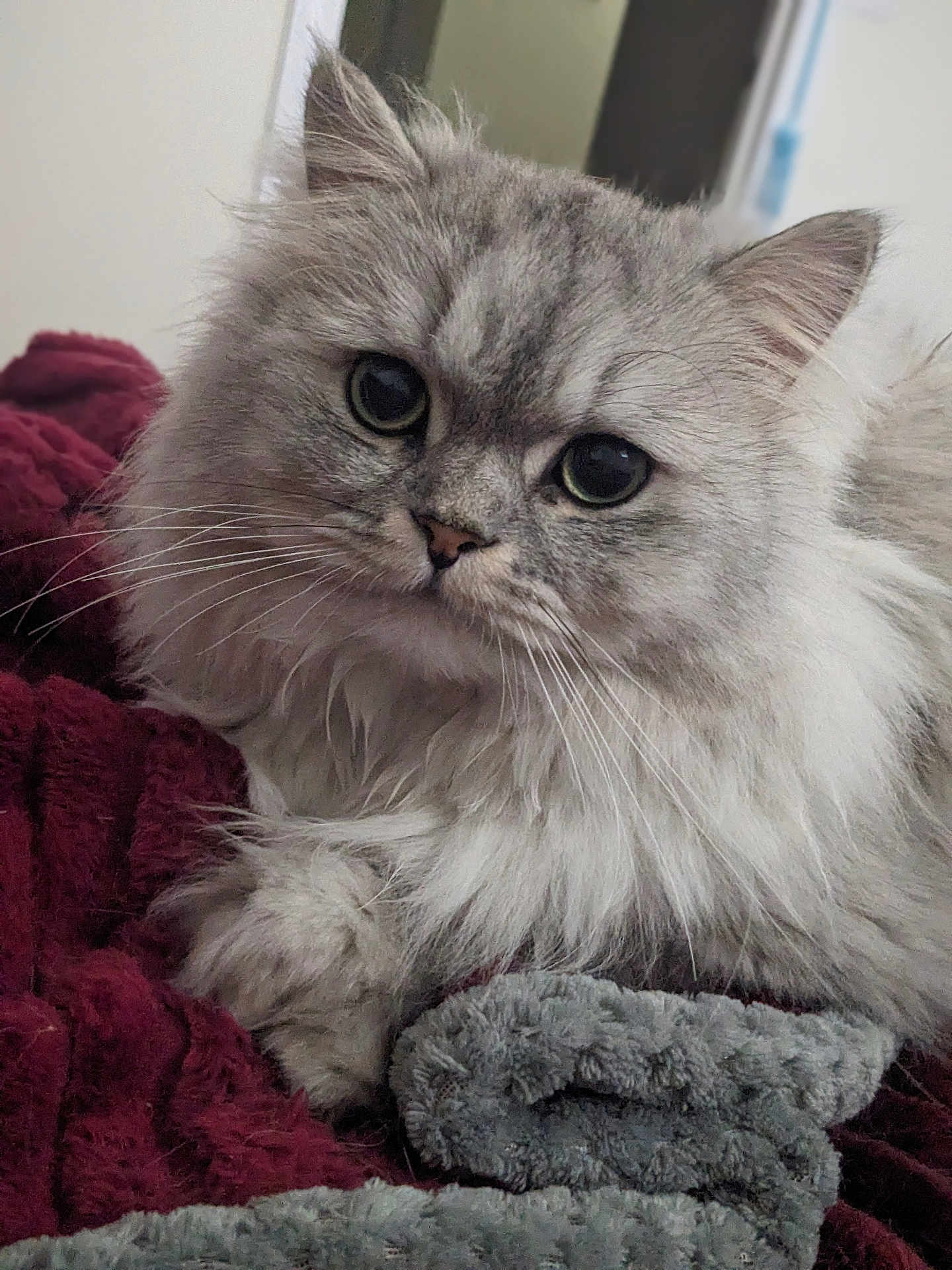 Celtic joined the competition — help win amazing prizes! cat, fluffy, gray, silver, pet, animal, whiskers, closeup, eyes, cozy, blanket, indoor, fur, cute, relaxed, resting, soft, texture, laying, portrait