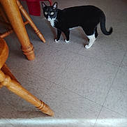 Princess is registered to the contest to win money with this photo: animal, black_and_white_cat, cat, curious, domestic_cat, eyes, flooring, four_legs, furniture_leg, home_interior, indoor, light, looking, pet, red_cloth, standing, tail, tiled_floor, whiskers, wooden_chair