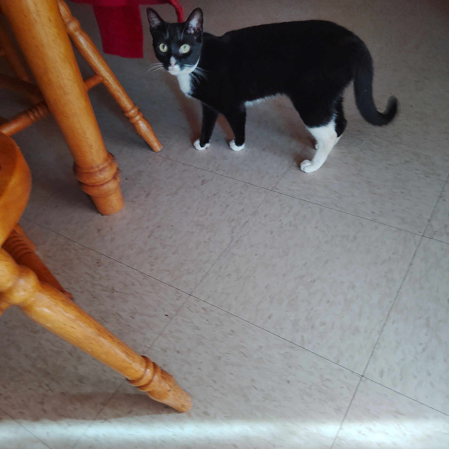 Princess is registered to the contest to win money with this photo: animal, black_and_white_cat, cat, curious, domestic_cat, eyes, flooring, four_legs, furniture_leg, home_interior, indoor, light, looking, pet, red_cloth, standing, tail, tiled_floor, whiskers, wooden_chair