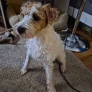 Woody participe au concours pour gagner de l'argent avec cette photo : animal, brown, carpet, cozy, curly_fur, cute, dog, domestic, floor, furniture, home, indoor, lamp, looking_away, pet, shaggy, sitting, small_dog, wet_fur, white