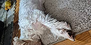 Woody participe au concours pour gagner de l'argent avec cette photo : animal, canine, carpet, cozy, cute, dog, floor, fur, home, indoor, looking, lying_down, pet_toy, playful, relaxed, resting, rug, small_dog, white_dog, wood_floor