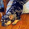 Cruise is registered to the contest to win money with this photo: dog, sleeping, resting, wooden_floor, blanket, indoor, pet, canine, relaxed, napping, fur, ears, paw, home, cozy, animal, quiet, peaceful, brown, black