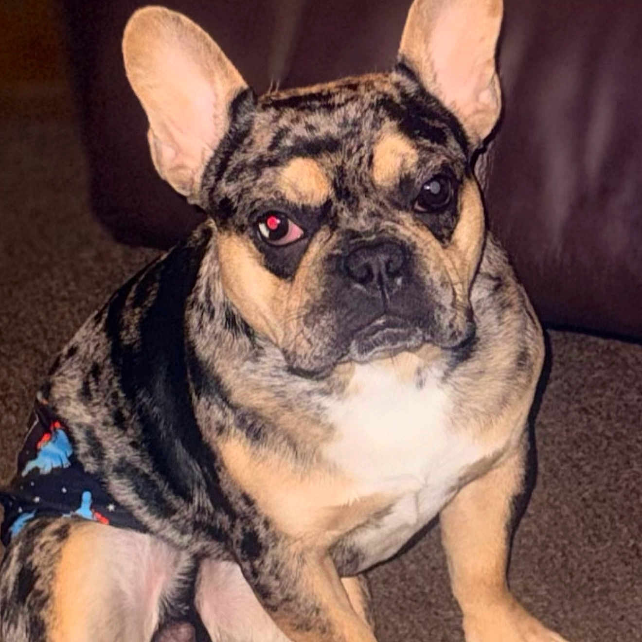 Cruise joined the competition — help win amazing prizes! dog, french_bulldog, brindle, diaper, carpet, indoor, pet, canine, sitting, animal, fur, ears, eyes, face, paw, mammal, cute, domestic_animal, companion, red_eye