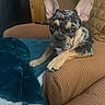 dog, french_bulldog, puppy, brown, brindle, armchair, blanket, indoor, pet, cute, ears, looking, cozy, furniture, relaxed, paw, texture, home, resting, curious
