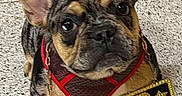 Cruise joined the competition — help win amazing prizes! dog, french_bulldog, puppy, pet, animal, floor, harness, leash, indoor, cute, portrait, celebration, graduation, sign, gold, black, red, ears, eyes, sitting