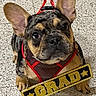 dog, french_bulldog, puppy, pet, animal, floor, harness, leash, indoor, cute, portrait, celebration, graduation, sign, gold, black, red, ears, eyes, sitting