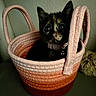 kitten, cat, basket, tortoiseshell, pet, indoor, cute, animal, feline, collar, curious, small, cozy, woven, container, ears, whiskers, domestic, fur, toy