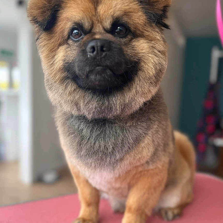 Buster joined the competition — help win amazing prizes! affenpinscher, animal, canine, chow, dog, germanshepherd, indoors, interiordesign, pet, pug, puppy, snout