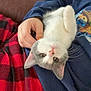 animal, blue_clothing, cat, checkered_pattern, couch, cozy, cute, domestic_animal, electrical_outlet, furniture, hand, indoor, kitten, person, pet, red_blanket, resting, soft_fur, sweatshirt, white_wall