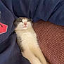 animal, blue_clothing, cat, comfortable, couch, cozy, cute, fur, home, indoor, nap, person, pet, pink_nose, relaxed, resting, sleeping, stretching, sweatshirt, whiskers