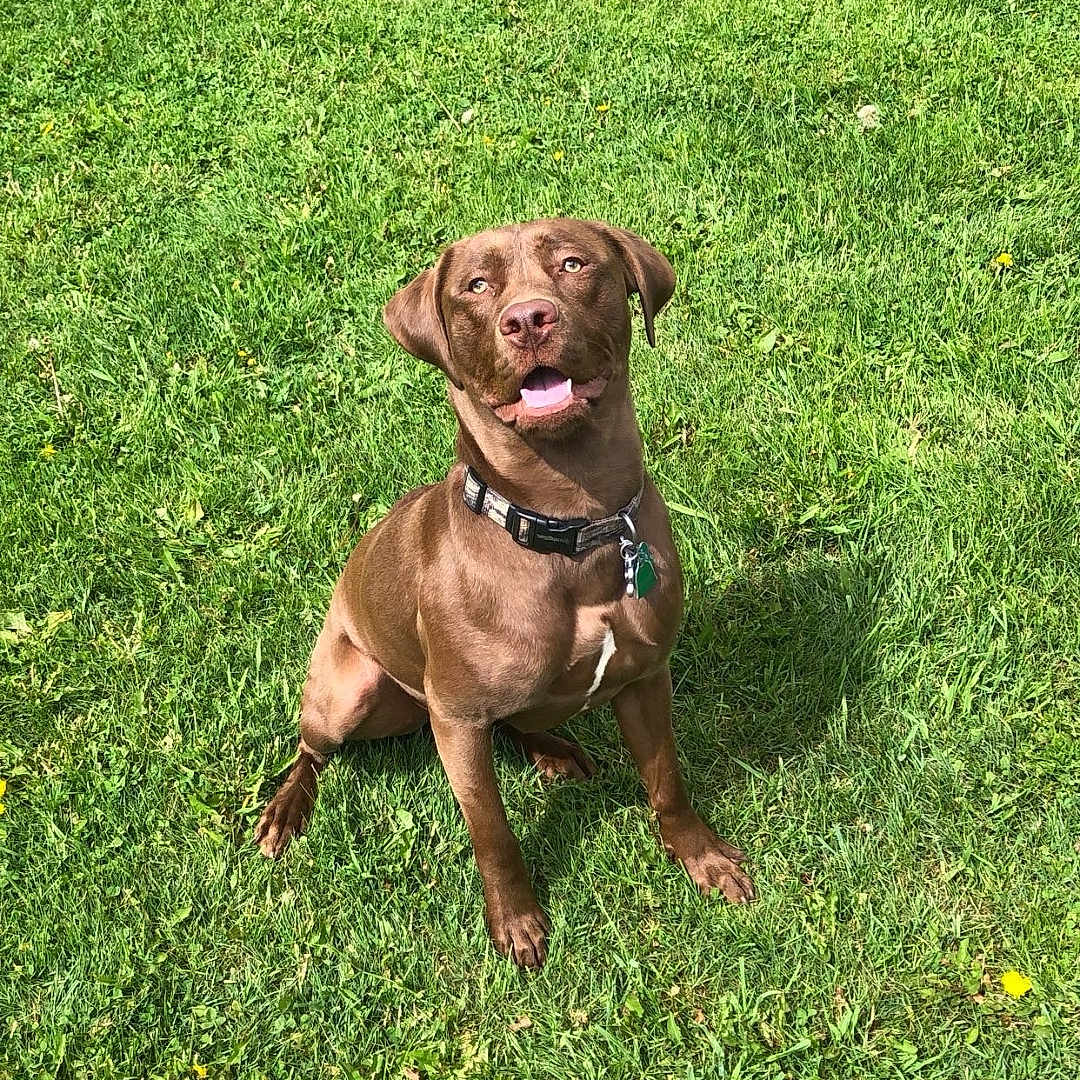 Dexter is registered to the contest to win money with this photo: animal, brown_dog, canine, collar, cute, daylight, dog, flower, friendly, grass, green_grass, happy, nature, outdoor, pet, sitting, summer, sunny, tongue_out, yellow_flower