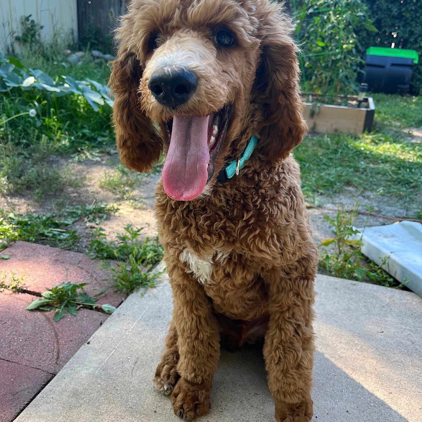 Milo joined the competition — help win amazing prizes! animal, backyard, canine, cockerspaniel, dog, grass, jar, nature, outdoors, path, pet, plant, planter, poodle, pottedplant, puppy, sidewalk, tree, walkway, yard