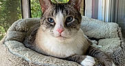 Prince is registered to the contest to win money with this photo: cat, blue_eyes, pet_bed, cozy, indoor, window, natural_light, wooden_surface, relaxed, feline, tabby, white_paws, pink_nose, resting, domestic_cat, curious, soft_texture, quiet, peaceful, home