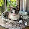 cat, blue_eyes, pet_bed, cozy, indoor, window, natural_light, wooden_surface, relaxed, feline, tabby, white_paws, pink_nose, resting, domestic_cat, curious, soft_texture, quiet, peaceful, home